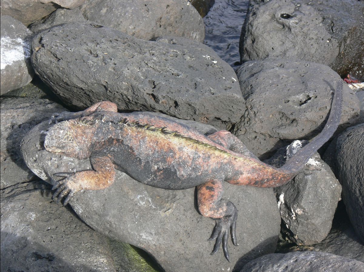 Marine Iguana126